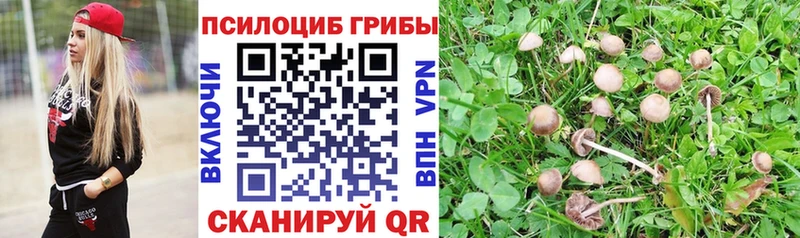 наркотики  Боровск  Псилоцибиновые грибы Cubensis 